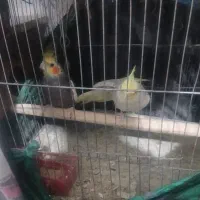 عروس هلندی و مرغ عشق هر دو با تخم