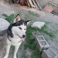 هاسگی نر و باهوش معاوضه|سگ|تربت جام, شهید غلام زاده|دیوار