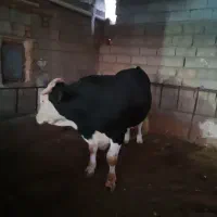 گوساله نر|حیوانات مزرعه|کوهنانی, |دیوار