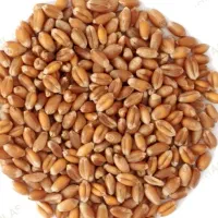 بذر گندم ممتاز میهن پربازده