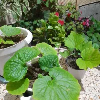 گل سنیری یا سینره|گل و گیاه طبیعی|تالش, طولارود|دیوار