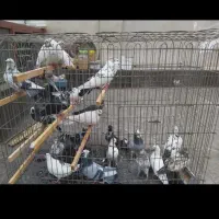 کبوتر هر عدد ۲۰۰|پرنده|تهران, سهروردی|دیوار