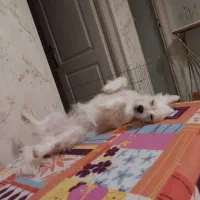 پامر اشپیتز|سگ|تهران, کرمان|دیوار