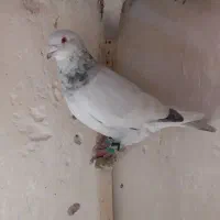 کفتر کبوتر|حیوانات|مشهد, چهارچشمه|دیوار