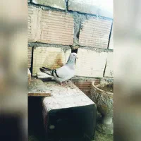 شامی دم سفید ماده یهودی جوجه نر