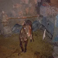 بز پاکستانی|حیوانات مزرعه|فیروزه, |دیوار