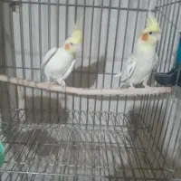 عروس هلندی مولد سالم باقفس