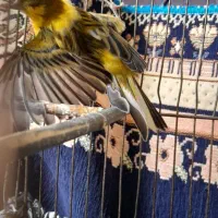 زرد قناری|پرنده|کرمانشاه, |دیوار