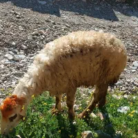 گوسفند جوان با بره ماده جوخور قیمت 16ملیون 300