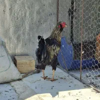 خروس