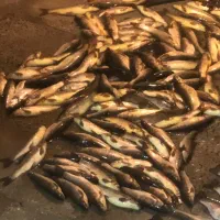 ماهی درجه یک تازه بدون شکم ارسال رایگان|ماهی|دورود, |دیوار