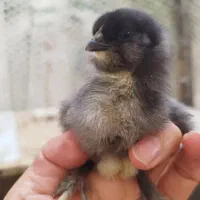 جوجه سلطان لهستانی|حیوانات مزرعه|پاکدشت, خاتون آباد|دیوار