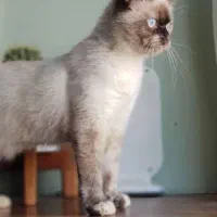 گربه نژاد سیامی