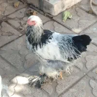 برهما|حیوانات مزرعه|شیراز, دشت چنار|دیوار