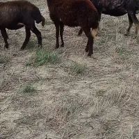 دوعدد بره ماده افشاری جنس سالم و سرحال