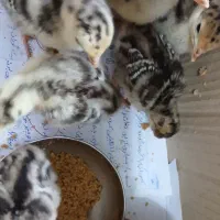 جوجه بوقلمون پنج روزه سالم سر حال