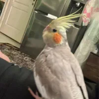 عروس هلندی گم شده