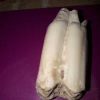 دندان فسیل  شده ماموت