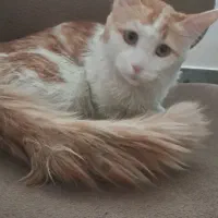 گربه میکس پرشین واگذار می شود|گربه|شاهین‌شهر, پارک بانک استان|دیوار