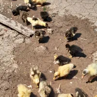 جوجه اردک محلی