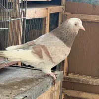 کبوتر نر شازده هما طوق تیرماهی