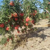 فروش  باغ۱۰۰۰ متری آبیاری قطره ای|فروش دفتر صنعتی، کشاورزی، تجاری|ساوه, |دیوار