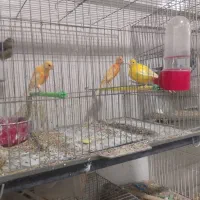 ۴عددقناری ۲۵۰۰مقطوع   آیهان|پرنده|خوی, |دیوار