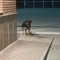 توله ژرمن 6 ماهه