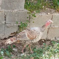 بوقلمون