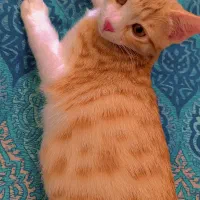گربه DSH نارنجی بازیگوش