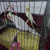 عروس هلندی لوتینو