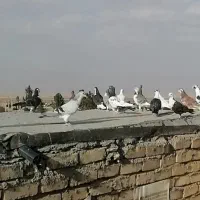 یک بوم کفتر زد و خوردی پرشی (غریبه)