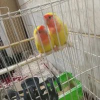 طوطی کوتوله