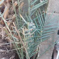 گنتار موروکو