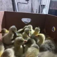 جوجه غاز|حیوانات مزرعه|لاهیجان, آهندان|دیوار