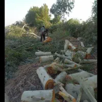 خرید وبرش وهرس کردن انواع چوب.درخانه وباغ|خدمات باغبانی و درختکاری|جهرم, |دیوار