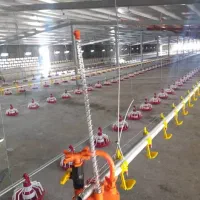 سالندار مرغداری