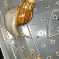 فروش حلزون  برای حلزون تراپی