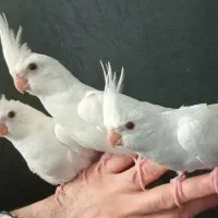 طوطی کوکاتیل رام سخنگو|پرنده|رشت, نامجو|دیوار