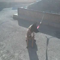 سگ مالینویز نر بالغ ۲ساله|سگ|اشتهارد, |دیوار