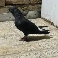 کبوتر دمسفید