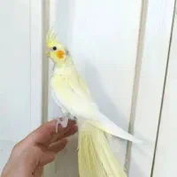 جوجه عروس هلندی تازه دونخور نژاد سخنگو