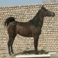 اسب مادیون کرد