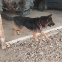 سگ ژرمن نگهبان|سگ|کرمانشاه, |دیوار