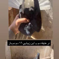 ۱۰تا دم سفیدهای عتیقه قاراپشتارچپ خوشرنگ|پرنده|قزوین, |دیوار