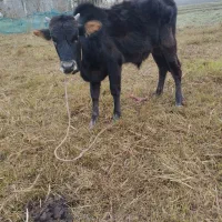 کوله استاندارد