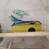 مرغ عشق با تخم مولد رینبو رنگین کمانی اسپانگل