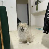 واگذاری پامر