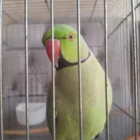 طوطی ملنگو گمشده