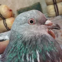 یک جفت کفتر خوب